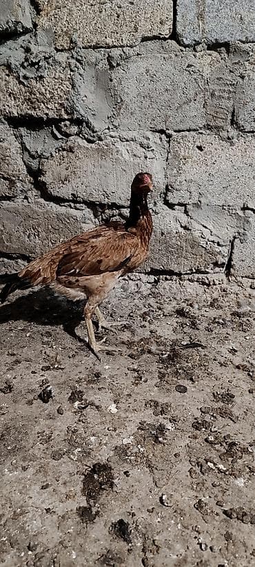 heyrati xoruzdarin satisi: 11 aylıq heyratı fere satilir yumurtluayir tam saglam hevandi — 3