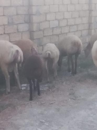 bala quzu: Salam 20 heyavandı 1ədədi erkək qoç 2dənədə erkək toxlu 17 dişi — 5