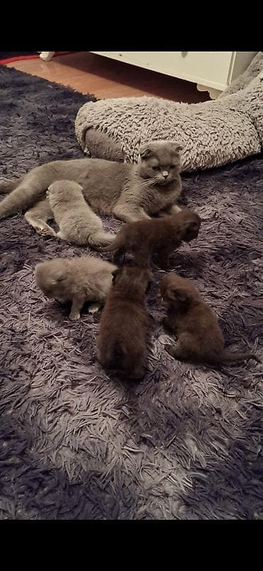 Şotland yastı qulaq