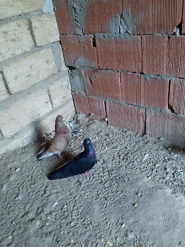 tuk tuk mmc: Cut tutlub yumurtuya qovur mayasi dusdu erkeyde allandi dusdu saglam — 1