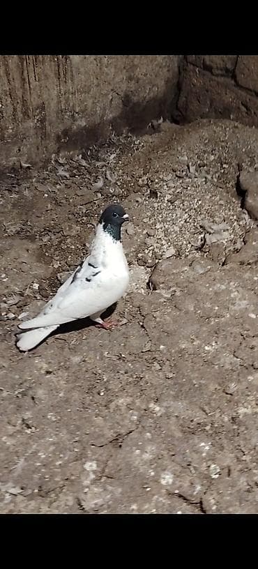 K/t heyvanları və malları: Qarabaw mayadi tutulmadi. Boynu gullu baladi 2 saata yaxin ucub 1 — 1