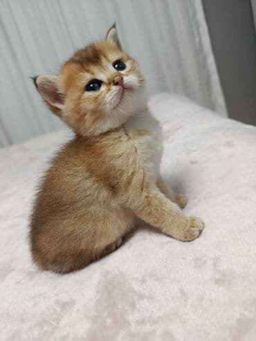 arı şəkilləri: Qızıl şinşilla, Yaxşı əllərə, Pulsuz çatdırılma — 10