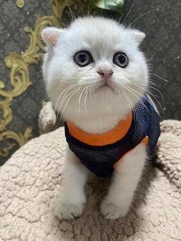 pisik esyalari: Şotland yastı qulaq — 1