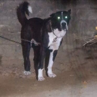 qara xaski: Qurdbasar, 1 il, Erkek — 1