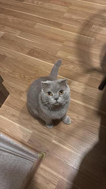 pişiy adları: Gümüş rəngli, zolaqlı balaca pişik balaları – yumşaq, orta uzunluqda — 4