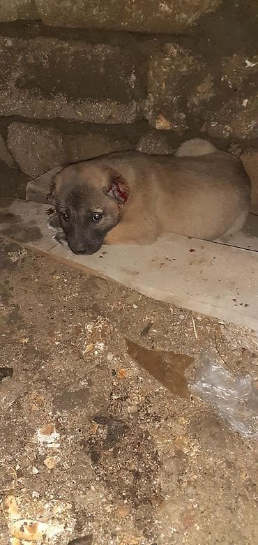 şpitz itləri: Kanqal, 1 ay, Erkek — 7