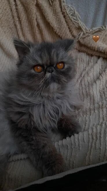 pişik 1 azn: Ekzot, Dişi, Yaxşı əllərə — 1