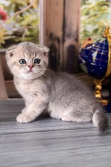 Шотладская вислоухая — 5