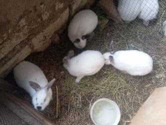 dovşan karlik: Kaliforniya dovşanları satlır damazlıqada yarıyır kesib yemeyede — 5