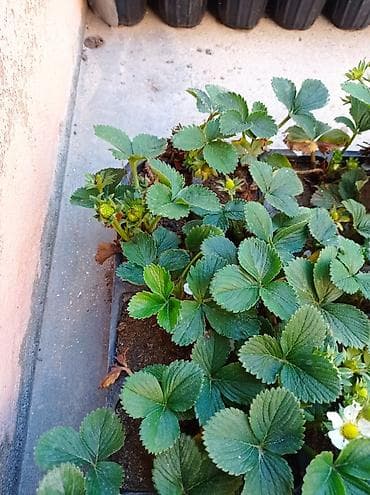 bitki satışı: Murano A+sortu çiyələk stilləri satılır .ilboyu çiyələk dərməy olur — 5