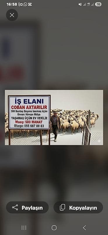 bağ evi işi: İş elanı: çoban axtarılır - Vəzifə: 300 baş bordaq qoyuna baxım - — 1