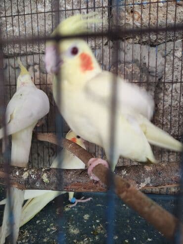 hazır inşalar: Korella ayağlari üzüklü seçmə quşlardi hazir quşlar cute hazir Balada — 10