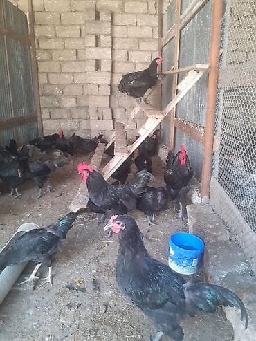 doberman satılık: Alman cinsi.Uzun quyruq Australorp təmiz cins.Xoruzlar satılır.Öz — 7
