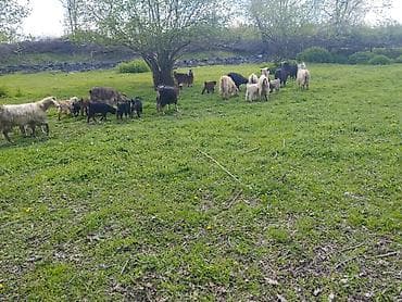 cəpiş: Satılır 18 ana 18 baladı əlavə məlumat üçün nömrə ilə əlaqə saxlayın — 5