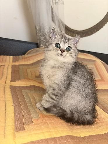 Heyvanlar: Şinşilla, Erkək — 2