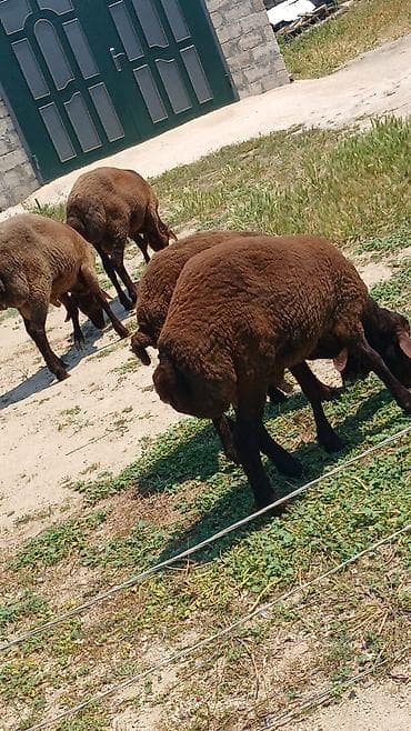 keci heyvan: Erkək, il: 1, Ünvandan götürmə — 1