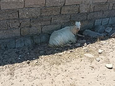halep kecisi: Ağ tüklü yerli keçi - Uzun və ipək kimi ağ yunu, sallanan qalın tüklü — 1
