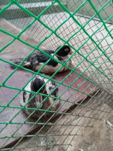 ördək balası və cücə: Misk ördəkləri – müxtəlif rəng və naxışlarda cavan balalar - Növ — 6