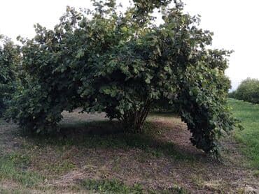 nəsimi rayon: 2000 sot, Kənd təsərrüfatı, Mülkiyyətçi, Kupça (Çıxarış) — 12