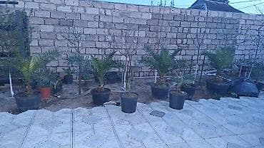 goy sekilleri: Dekorativ xurma palmaları – qablarda - Növlər: kiçikdən orta ölçüyə — 2