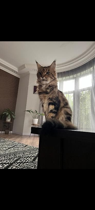 lalafo pisik: Meyn-kun — 3