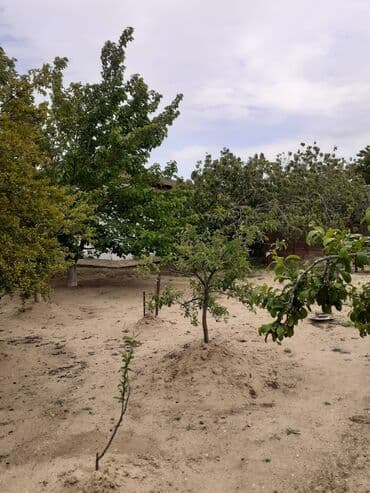 qebelede ucuz evler: Saray, 90 kv. m, 3 otaqlı, Qaz, İşıq, Su — 3