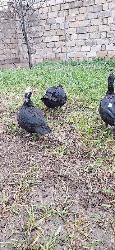 yuxuda ördek balası görmek: Lal ördekler xoruzlar 35 fere 30 manat — 3