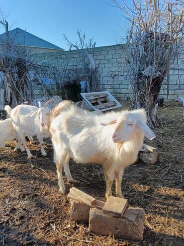 yerli keçilər: Ağ tüklü, uzun yundan ibarət yerli tip keçi. - Cins: ehtimalən — 3