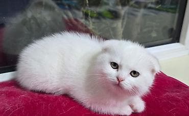 britanski pisik: British tipli balaca pişik balaları - Cins: Böyük ehtimalla Scottish — 5