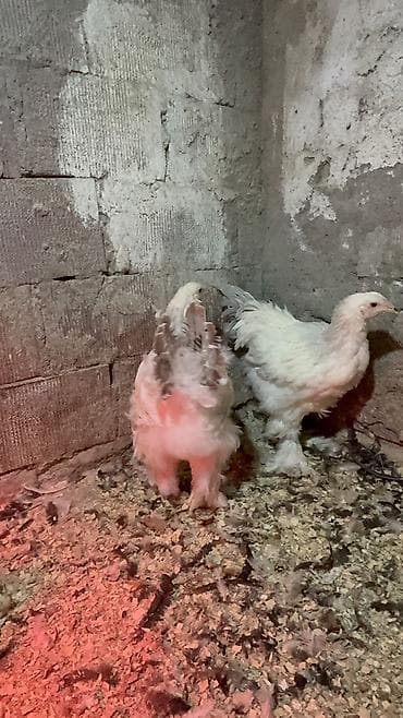 Digər heyvanlar: 3ədəd dekabrın 21i çıxmış Kalumbian brahma beçələri satılır.İri və — 8