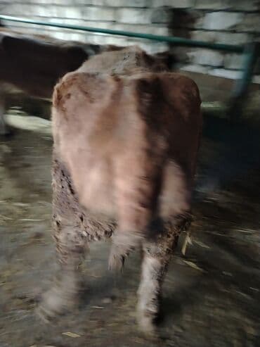 lal ordək yumurtası: Dana, buzov, Dişi, Holsteyn, ay: 1, 560 kq, Ətlik — 8