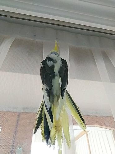 qarğa balası: Salam danisan quslar satilir. Yaslari ferqlidir. Quslar dislemir — 7