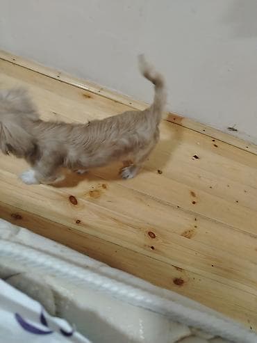 bala pişik adları: Pekines, 4 ay, Erkek — 6