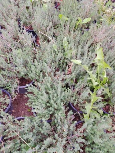 алоэ гулунун дарылык касиети: Saksıda ətirli timyan (keklikotu) bitkisi - Bitki növü: Timyan — 5