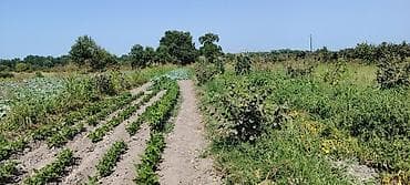 Продажа участков: Для сельского хозяйства — 1