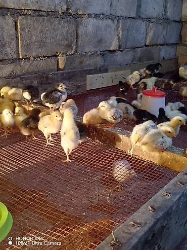 gəncə toyuq satan: Toyuq cücələri, Damazlıq — 1