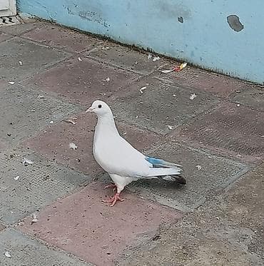 Quşlar: İki üç gün qabaq isdi günlərdə tutulub yorğun idi suya gəlib düşüb — 4