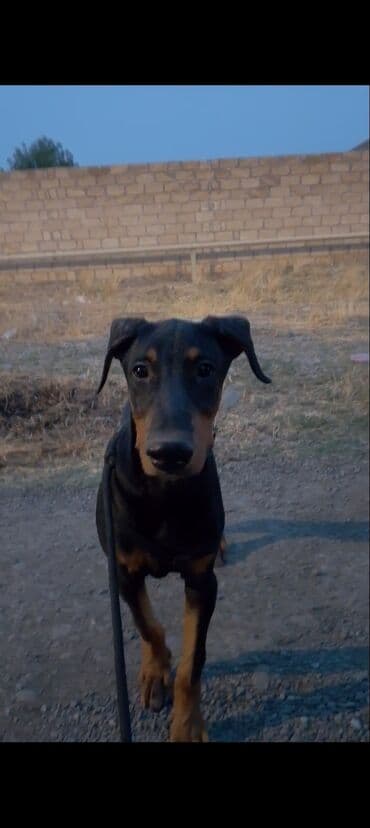 it gəncə: Doberman, 3 ay, Erkek, Peyvəndli — 1