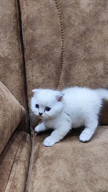 Gəmiricilər: Şotland — 4