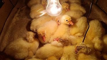 Qaz cücələri, Ətlik, Ödənişli çatdırılma — 2