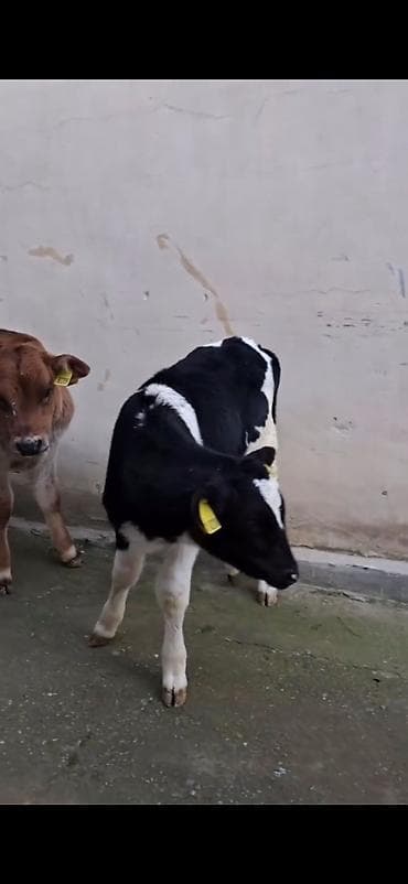 Кошки: Satılır: quzadan kəsilmiş bir neçə dana (südlük-döşəməli buzovlar) — 6