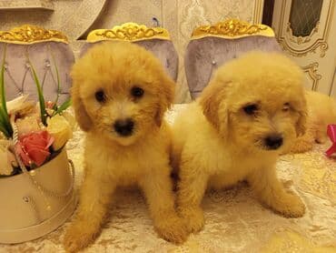 İtlər: Pudel, 2 ay, Erkek — 2