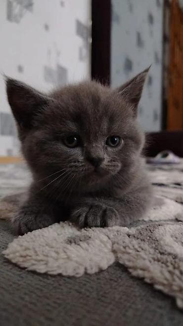 quru corek: Boz rəngli, tükləri sıx və yumşaq balaca pişik balası. Xüsusiyyətlər — 1