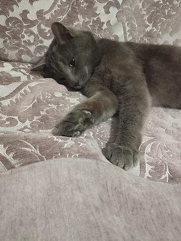 erkek pisik: Şotland, Erkək, Ünvandan götürmə, Ödənişli çatdırılma — 4