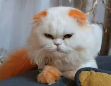 ag pisik qiymeti: Şotland, Erkək, Ünvandan götürmə — 5