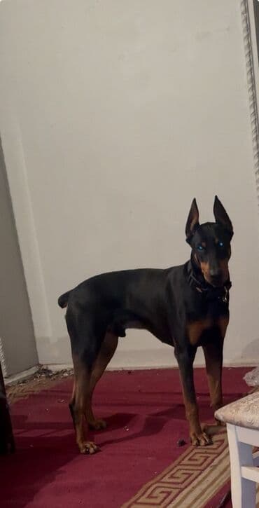Doberman, 1 ay, Rayonlara çatdırılma lalafo.az -da Doberman, 1 ay, Rayonlara çatdırılma