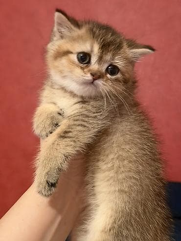 heyvan qirxan: Britan — 5