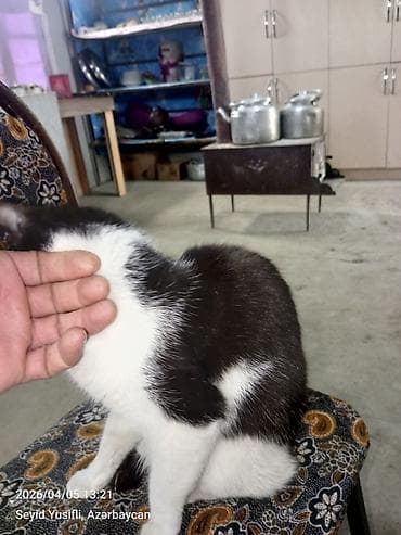 tuklu pişiklər: Yaxşı əllərə — 6