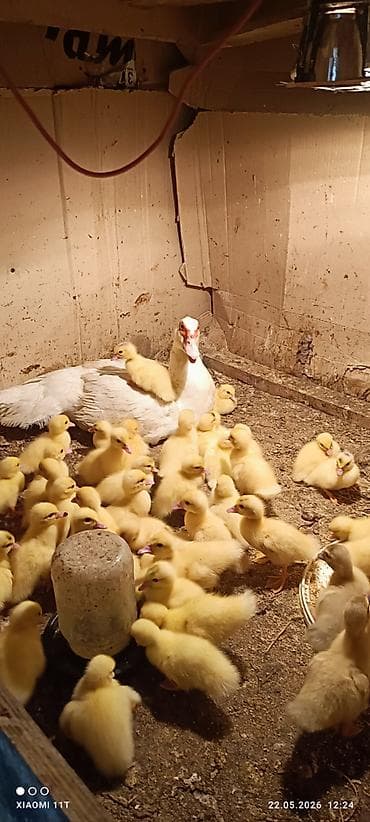 qus adlari: Aq lal lavanda ordeyi satilirTeze cixilar Unvan saray qesebesi Vacab — 3