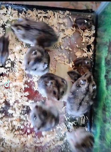 heyvanlar quba: Xamyaklar hamsterlər– aktiv və oynaq - Növ: cırtdan/djungarian tipli — 1